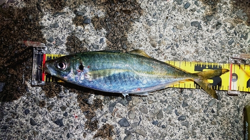 マアジの釣果