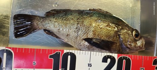 メバルの釣果