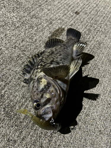 クロソイの釣果