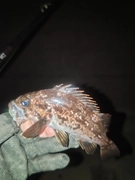クロソイの釣果