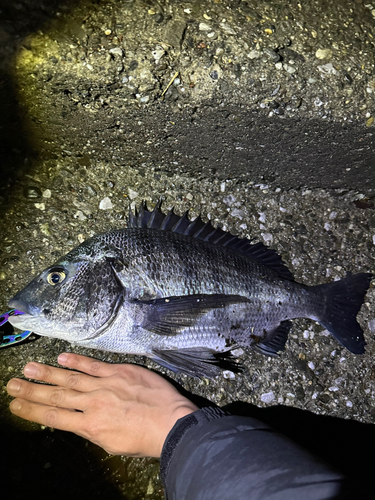 チヌの釣果