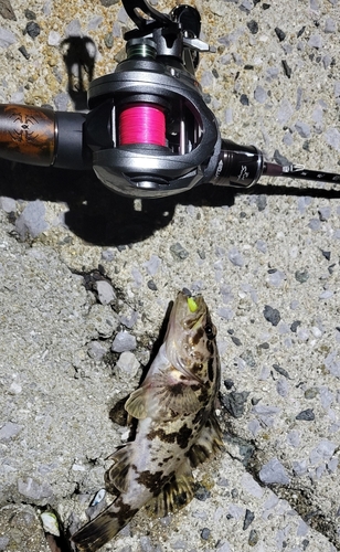 タケノコメバルの釣果