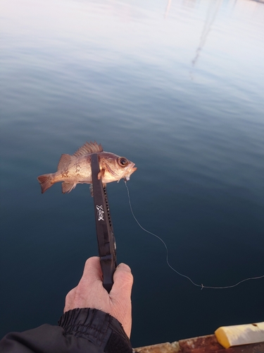 メバルの釣果