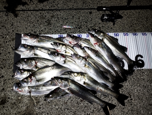 シーバスの釣果