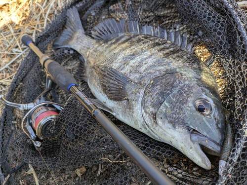 チヌの釣果