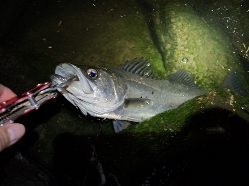 セイゴ（マルスズキ）の釣果