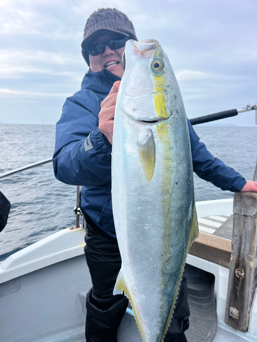 ブリの釣果