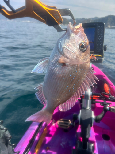 マダイの釣果