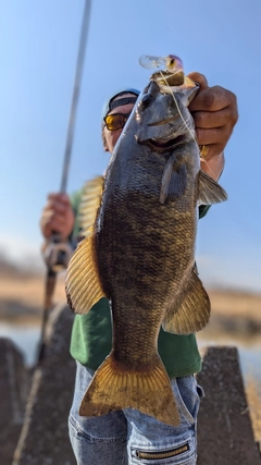 スモールマウスバスの釣果