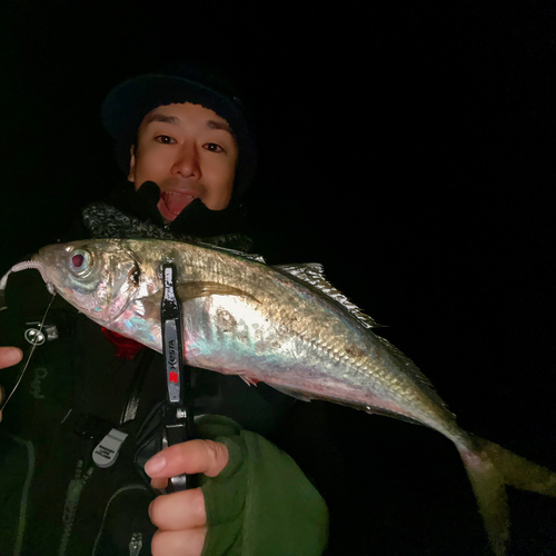 マアジの釣果