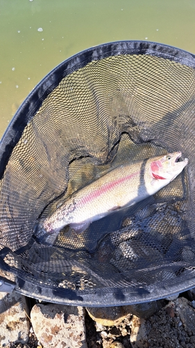 レインボートラウトの釣果