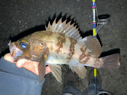 メバルの釣果