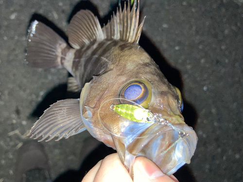 メバルの釣果