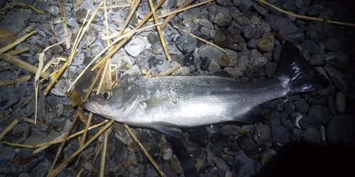 フッコ（ヒラスズキ）の釣果