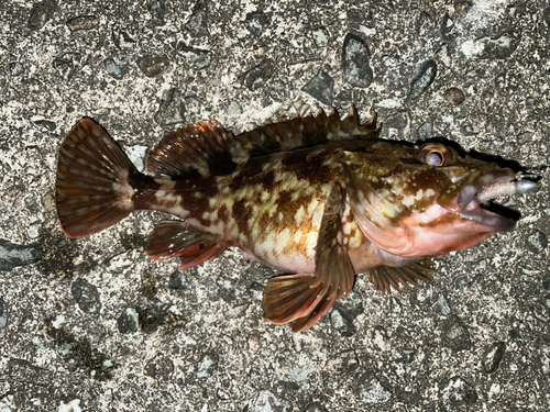 カサゴの釣果