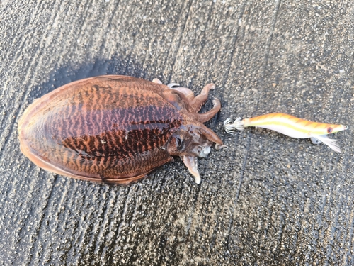 コウイカの釣果