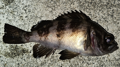 メバルの釣果