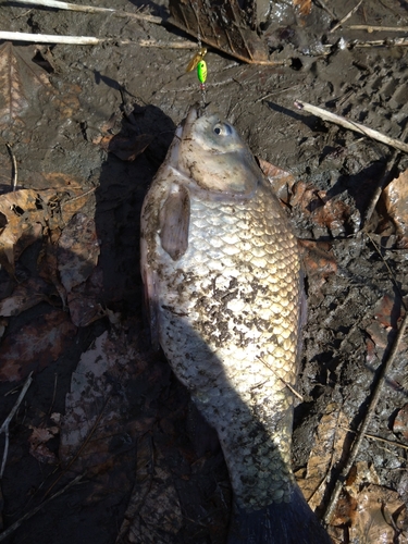 ヘラブナの釣果