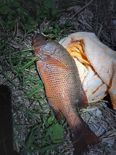 ゴマフエダイの釣果