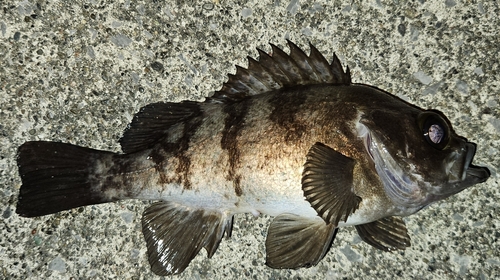 メバルの釣果