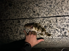 タケノコメバルの釣果