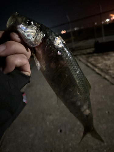 ニシンの釣果