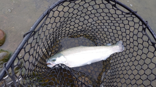 トラウトの釣果