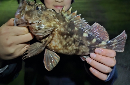 メバルの釣果