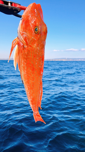 ホウボウの釣果