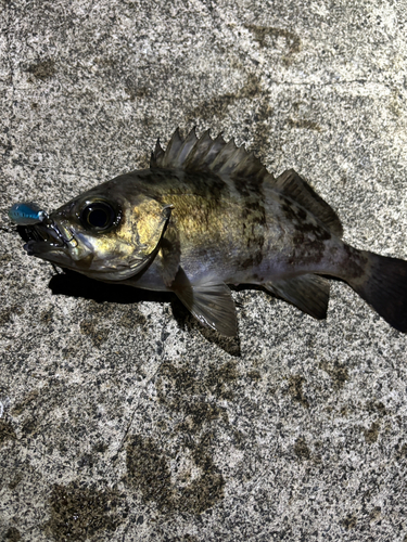 メバルの釣果