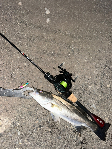 シーバスの釣果