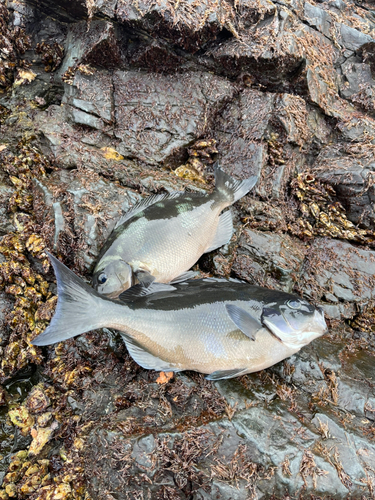 オナガグレの釣果