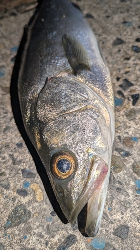 セイゴ（マルスズキ）の釣果