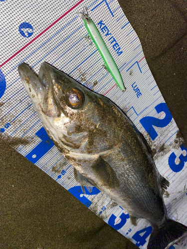 シーバスの釣果