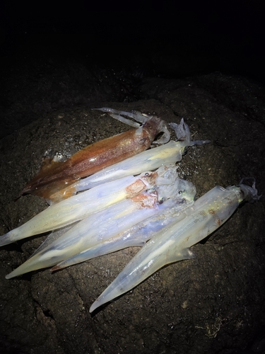 ヤリイカの釣果