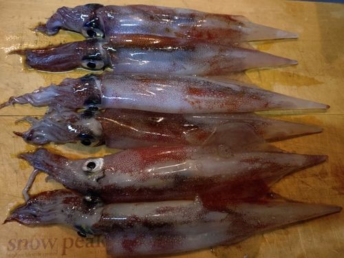 ヤリイカの釣果