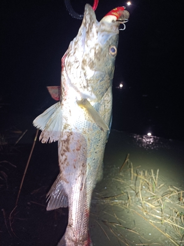 セイゴ（タイリクスズキ）の釣果