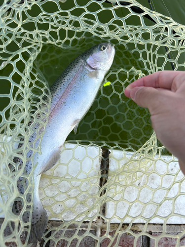 ニジマスの釣果