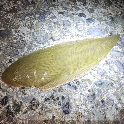 シタビラメの釣果