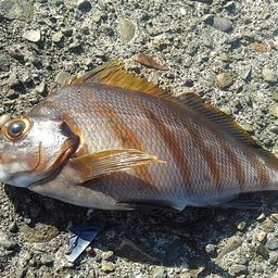 タカノハダイ