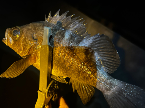 メバルの釣果