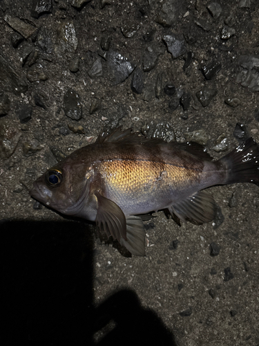 メバルの釣果