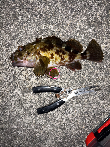 カサゴの釣果