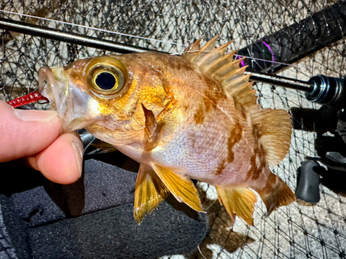 メバルの釣果