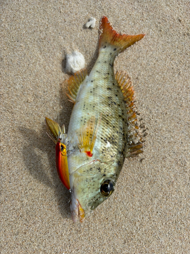 クチナジの釣果