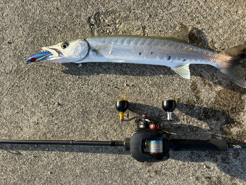 オニカマスの釣果