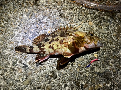 カサゴの釣果