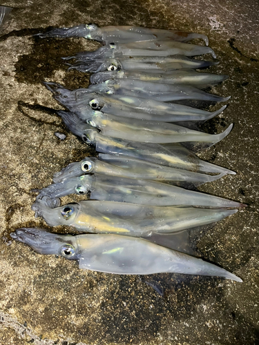 ヤリイカの釣果