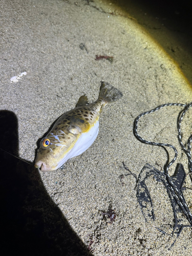 クサフグの釣果