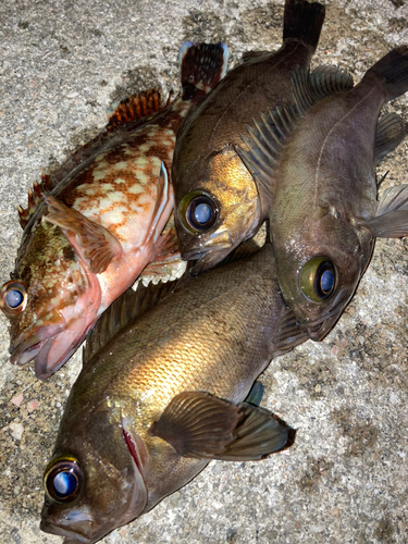 メバルの釣果